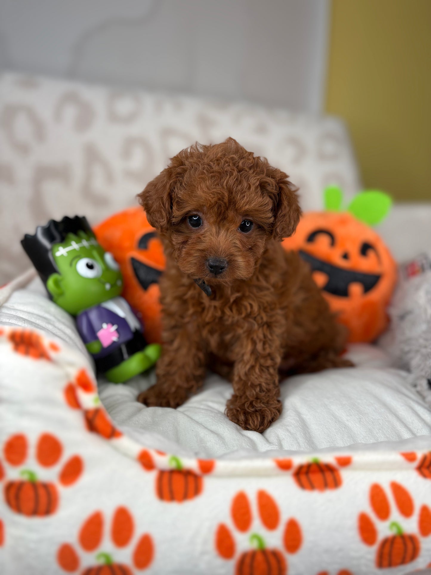Dark Red Female Teacup Poodle (Deposit Only‼️ Please Red The DESCRIPTION Below‼️)