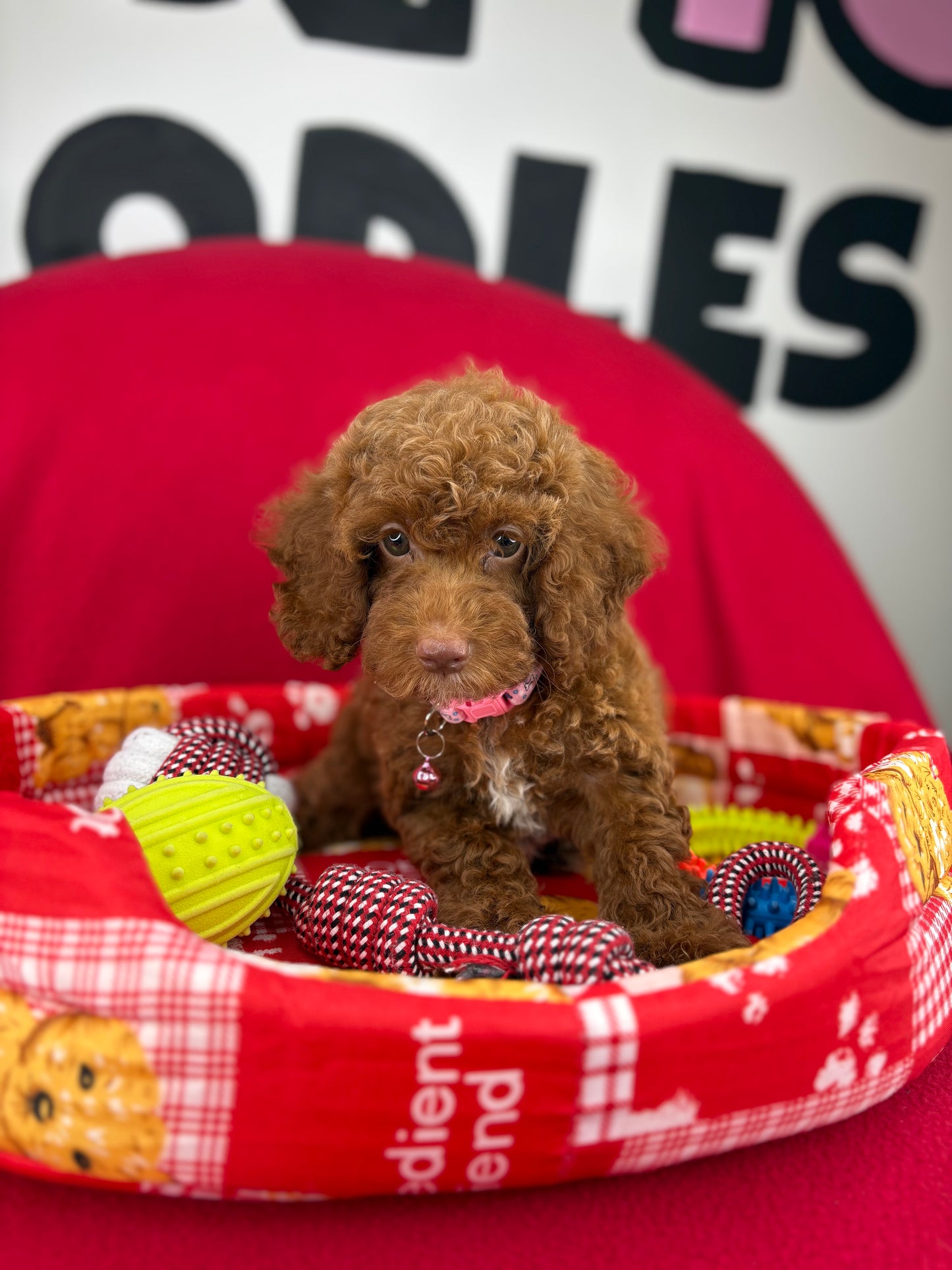 Red Female Miniture Poodle (Deposit Only, Please Read The Description Below‼️)