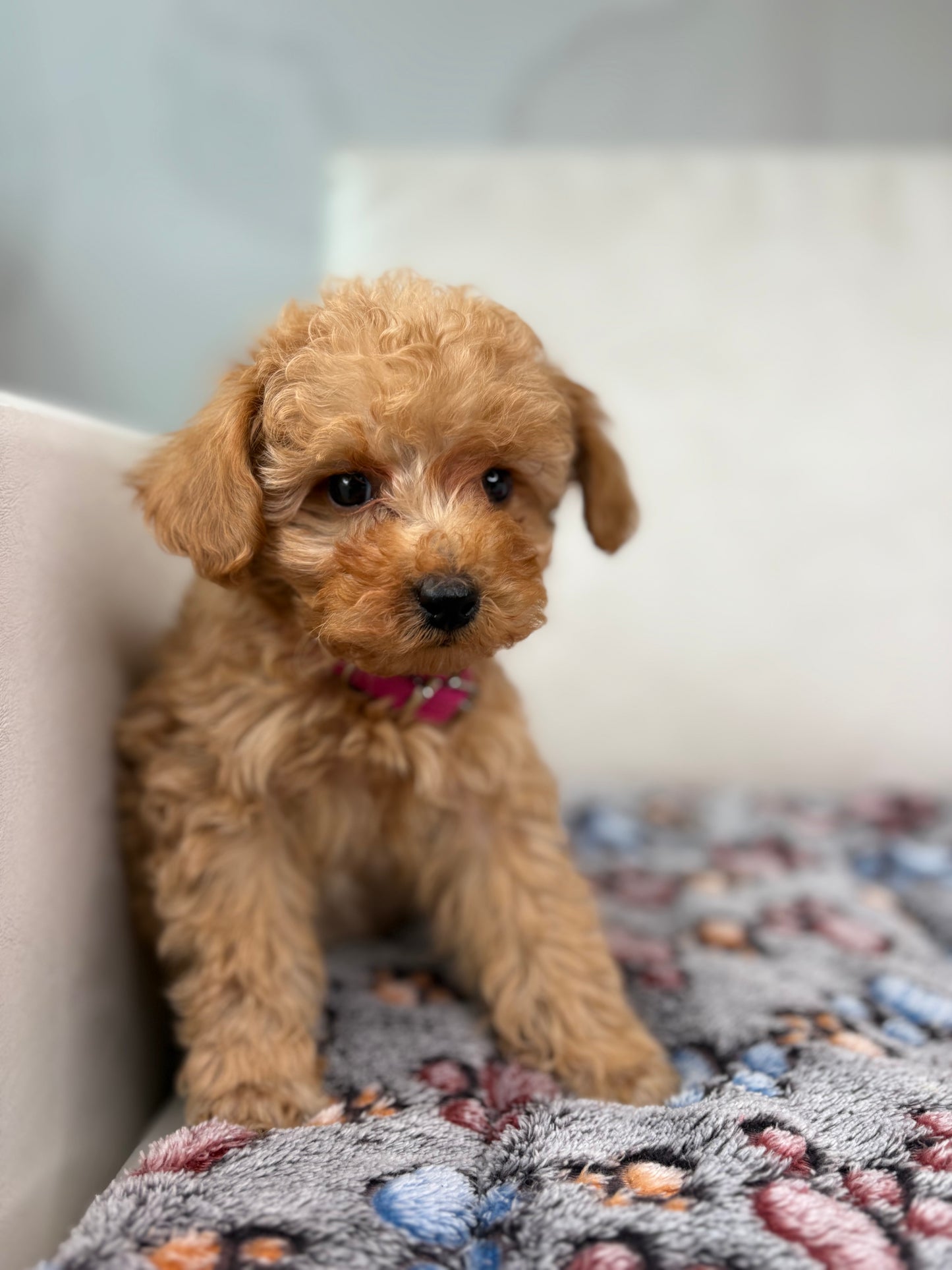 Tiny Toy Male Poodle (Deposit Only ‼️ Please Read DESCRIPTION Below‼️)