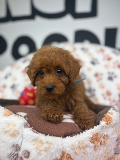 Red Female Toy Poodle ‼️ (Deposit Only Please Read The DESCRIPTION Below‼️