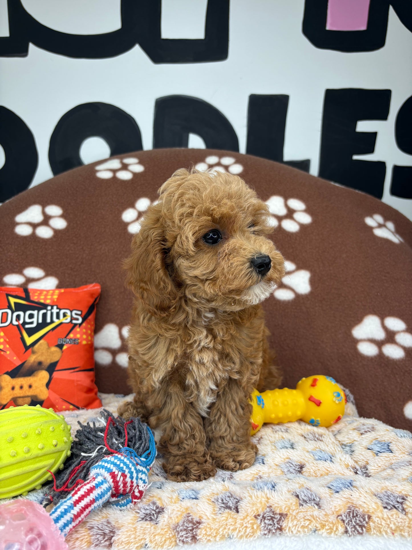Apricot Female Teacup Poodle (Deposit Only‼️Please Read The Description Below‼️)