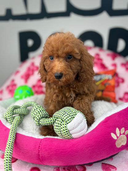 Red Male Toy Poodle 🐩 ‼️(Deposit Only, Please Read The Description Below‼️)