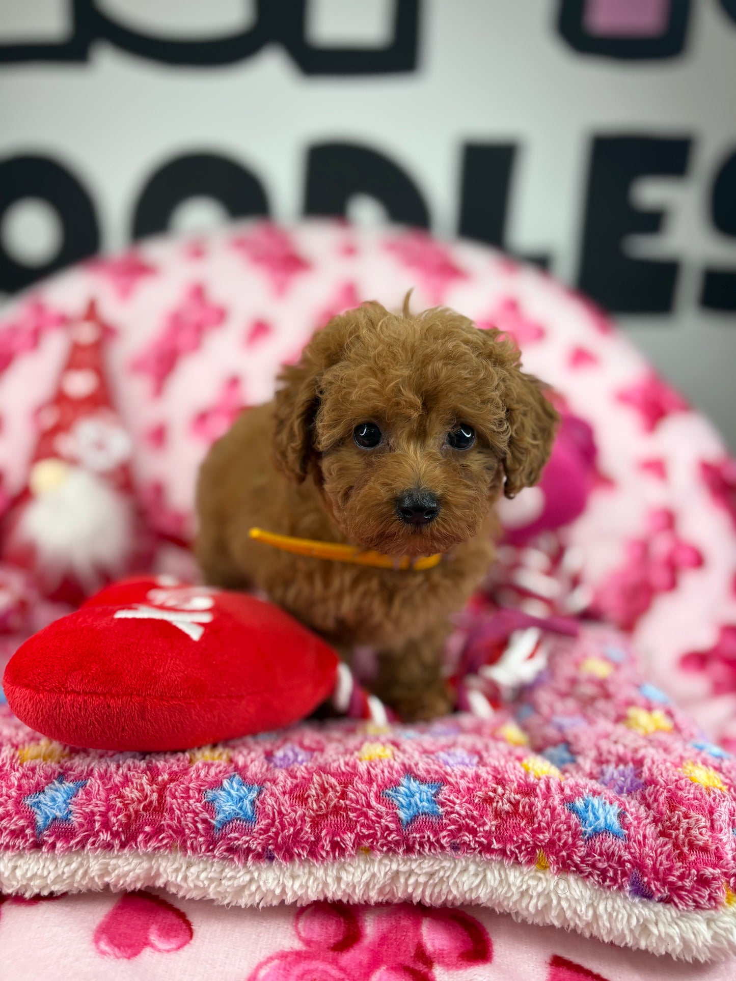 Apricot Female Teacup Poodle (Deposit Only‼️Please Read The Description Below‼️)