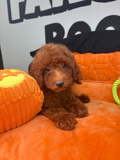 Red Male Toy Poodle ‼️ (Deposit Only Please Read The DESCRIPTION Below‼️