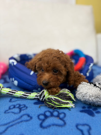 Super Red Female Teacup Poodle (Deposit Only‼️Please Read The Description Below‼️)