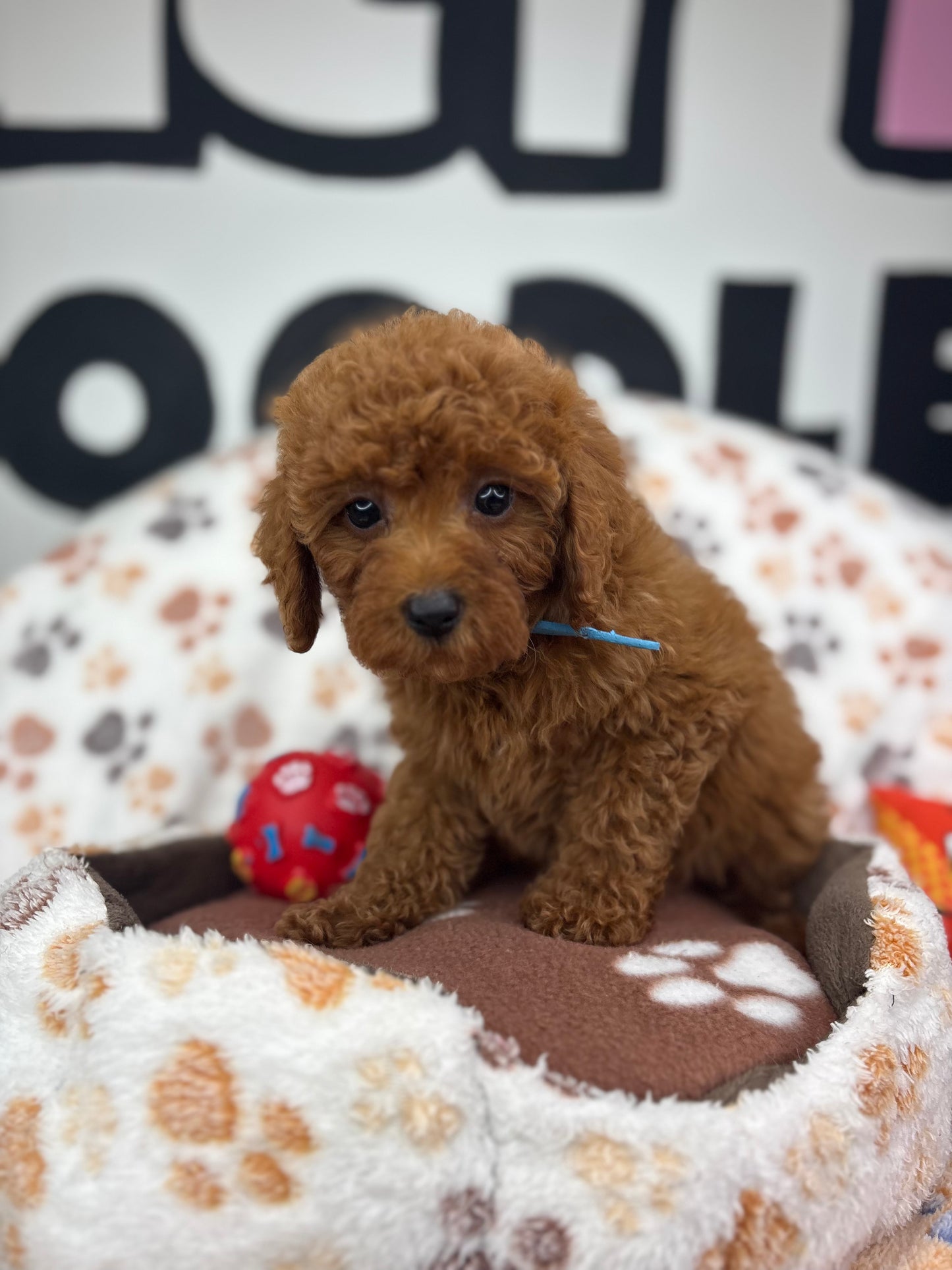 Dark Red Male Toy Poodle (Deposit Only‼️ Please Read The DESCRIPTION Below‼️)
