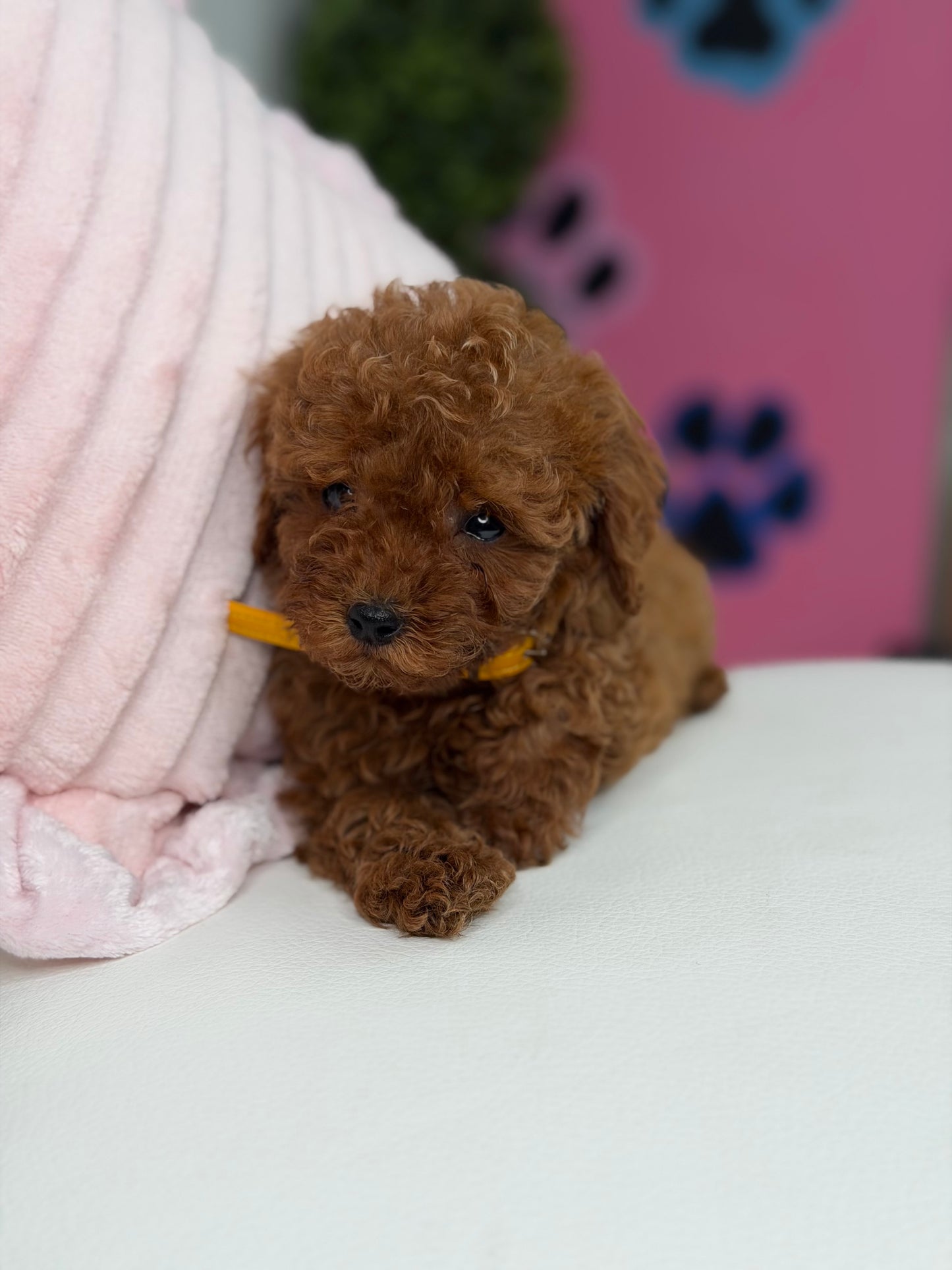 Dark Red Female Teacup Poodle ‼️(Deposit Only ‼️ Please Read The Description Below ‼️)