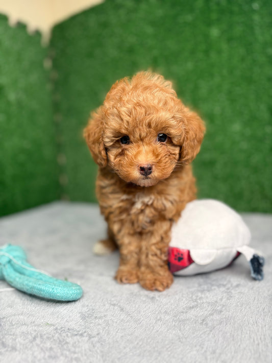 Legend Apricot Micro Poodle 🐩 (Deposit Only ‼️Please Read The Description Below‼️)