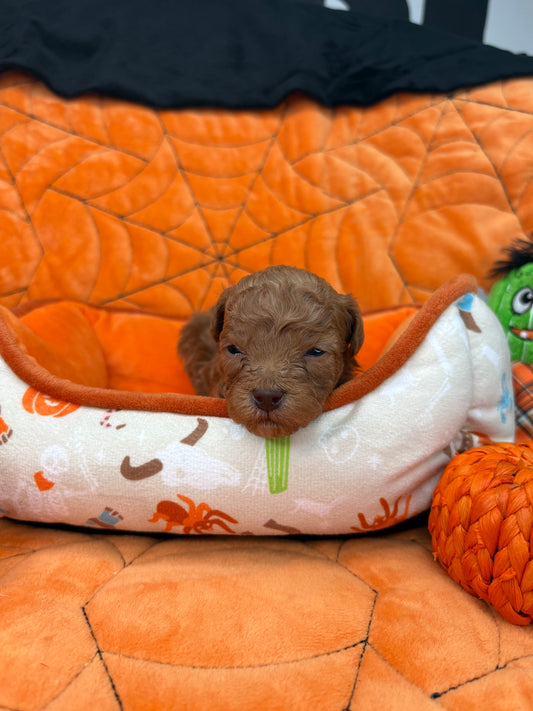 Leo Apricot Teacup Poodle 🐩 (Deposit Only ‼️Please Read The Description Below‼️)