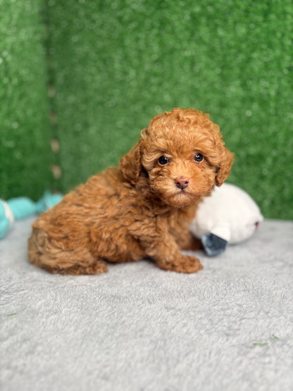 Zen The Micro Poodle 🐩 (Deposit Only ‼️Please Read The Description Below‼️)