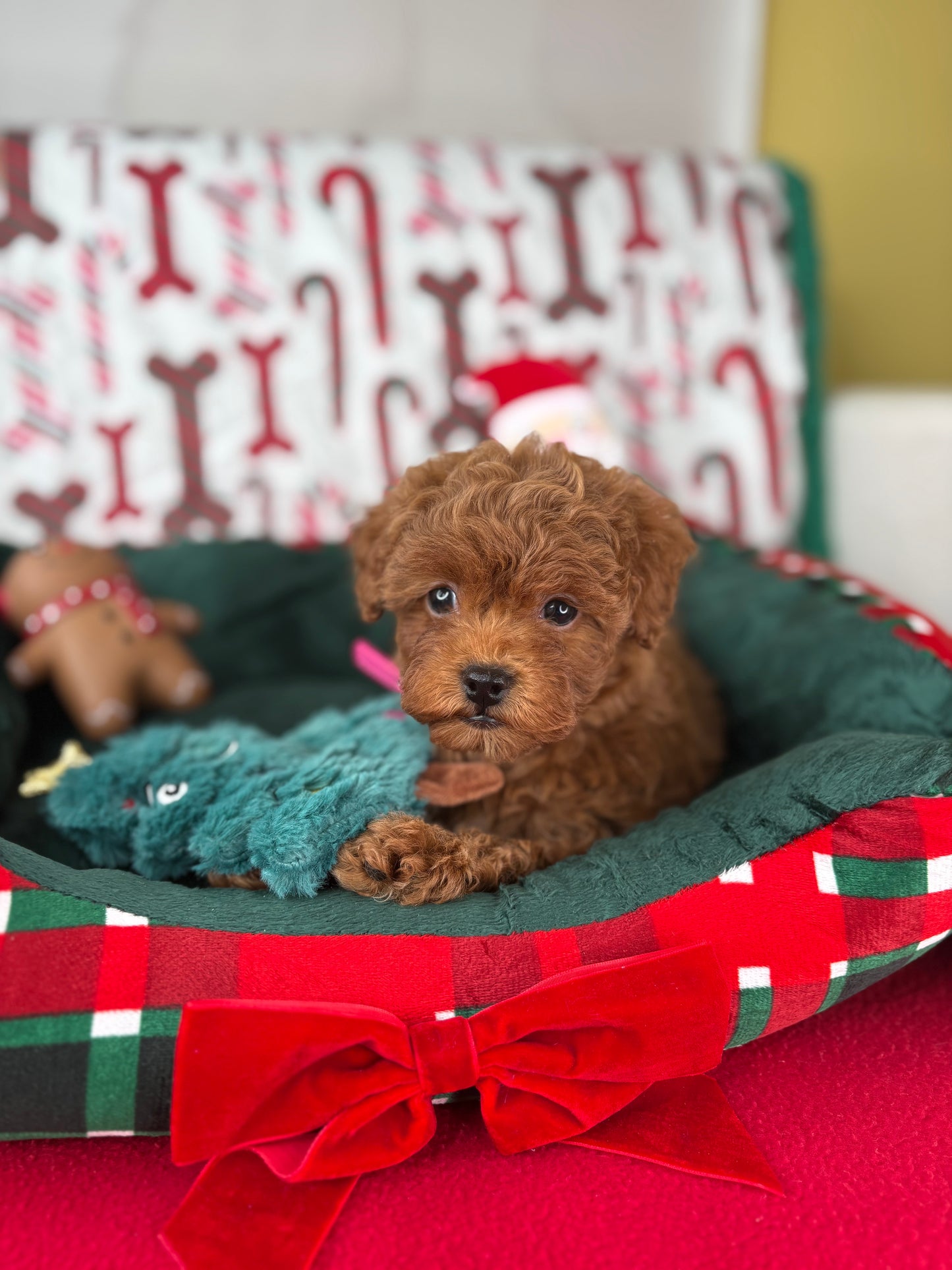 Red Female Teacup Poodle 🍫(Deposit Only‼️Please Read The Description Below‼️)