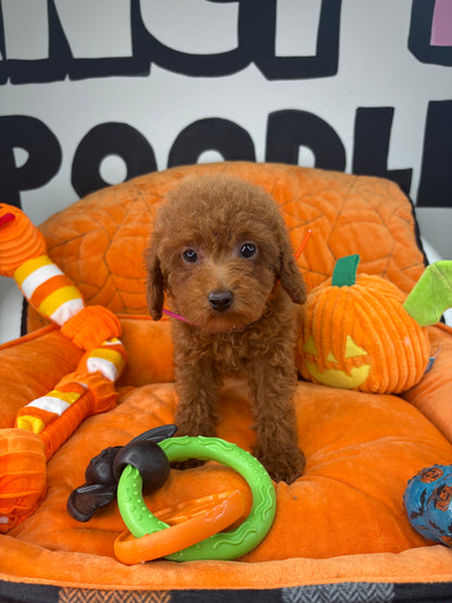 Red Male Toy Poodle 🐩 (Deposit Only‼️Please Read The Description Below‼️)