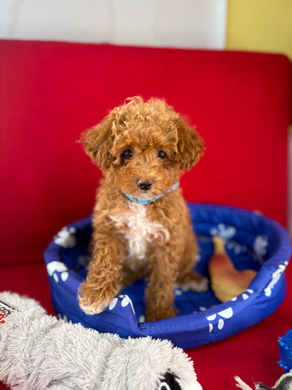 Apricot Female Tiny Toy Poodle ( Deposit Only, Please Read The DESCRIPTION Below‼️)