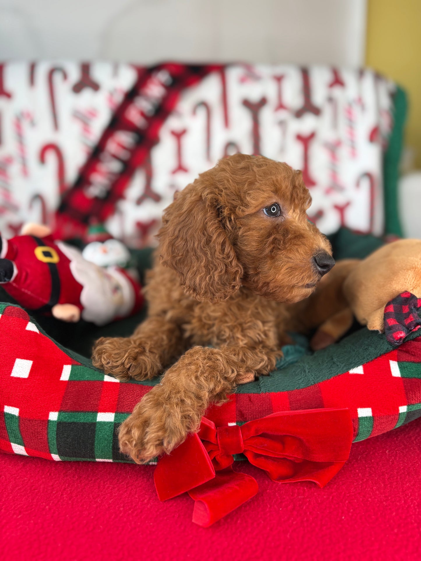 Red Male Miniature Poodle (Deposit Only ‼️ Please Read The DESCRIPTION Below‼️)