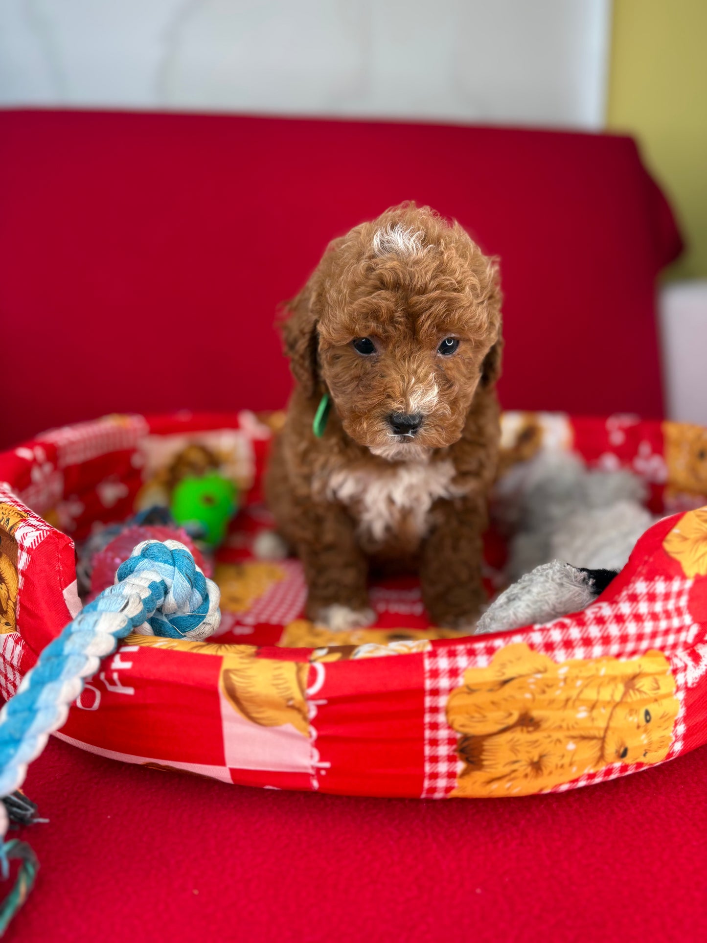 Red Male Toy Poodle (Deposit Only‼️Please Read The Description Below‼️)