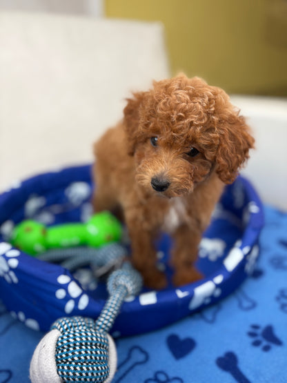 Female Toy Poodle ( Deposit Only, Please Read The DESCRIPTION Below‼️)