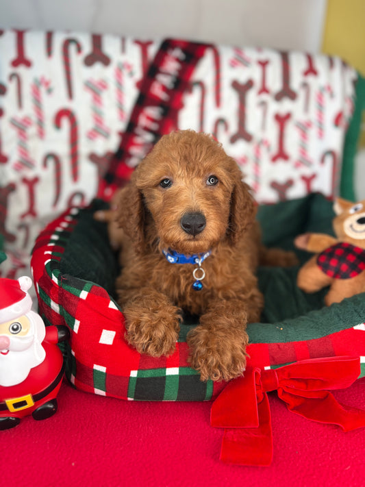 Red Female Miniature Poodle (Deposit Only ‼️ Please Read The DESCRIPTION Below‼️)