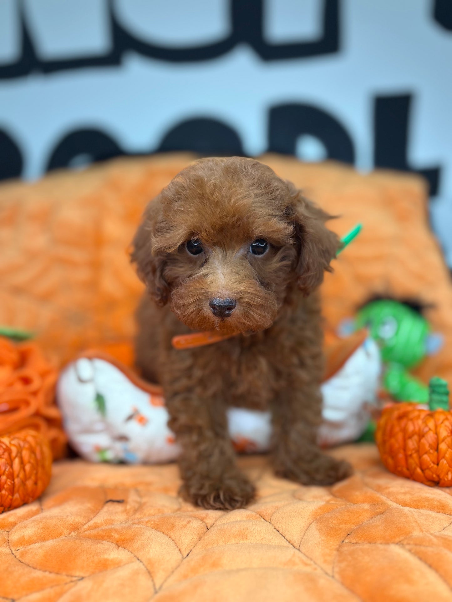 Apricot Male Toy Poodle (Deposit Only ‼️ Please Read DESCRIPTION Below‼️)