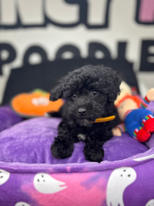 Black Female Toy Poodle 🐩 (Deposit Only‼️Please Read The Description Below‼️)