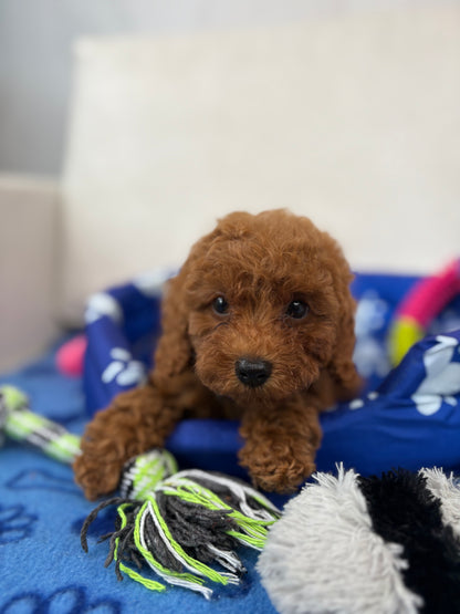 Super Red Female Teacup Poodle (Deposit Only‼️Please Read The Description Below‼️)