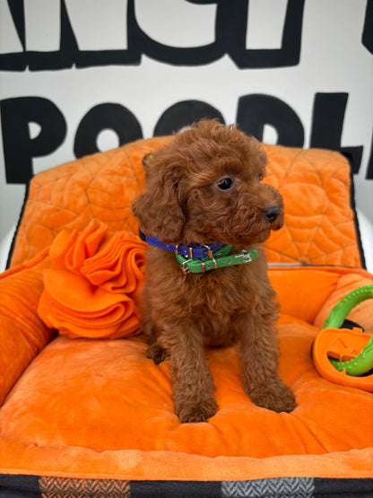 Red Male Teacup Poodle (Deposit Only‼️Please Read The Description Below‼️)