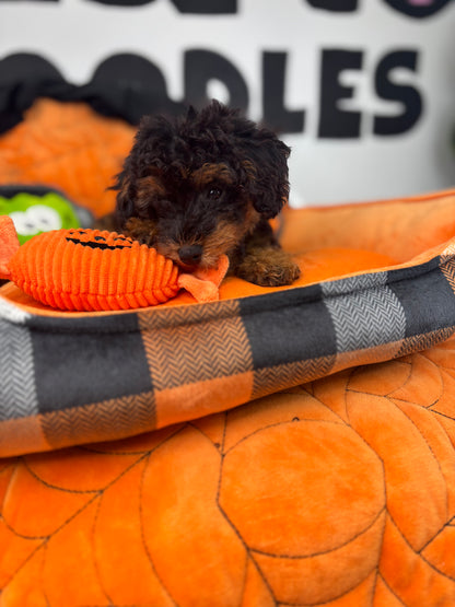 Red Phantom Male Toy Poodle 🐩 ‼️(Deposit Only, Please Read The Description Below‼️)