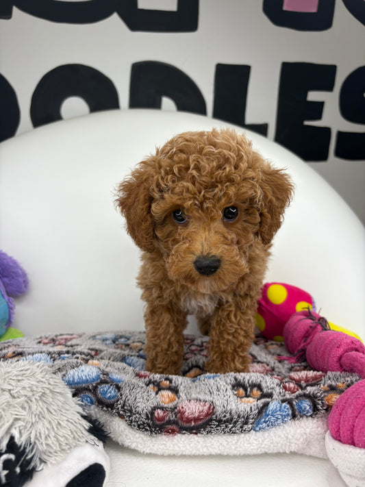 Apricot Female Toy Poodle (Deposit Only ‼️ Please Read DESCRIPTION Below‼️)