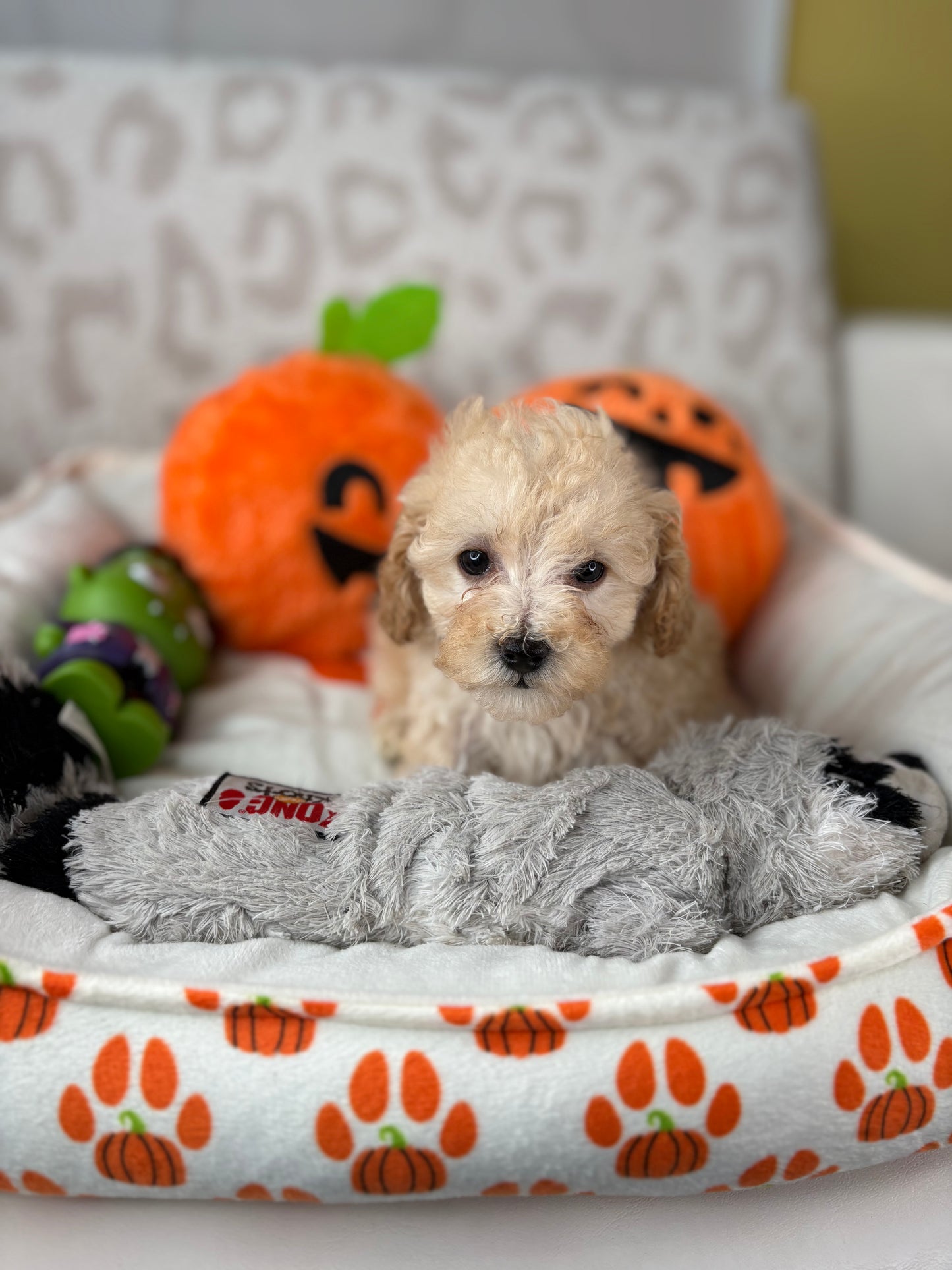 Apricot Female Teacup Poodle 🐩(Deposit Only ‼️ Please Read The DESCRIPTION Below‼️)