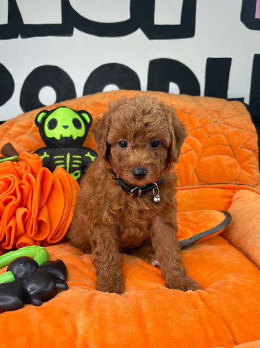 Red Male Toy Poodle 🐩 (Deposit Only ‼️ Please Read The Description Below ‼️)