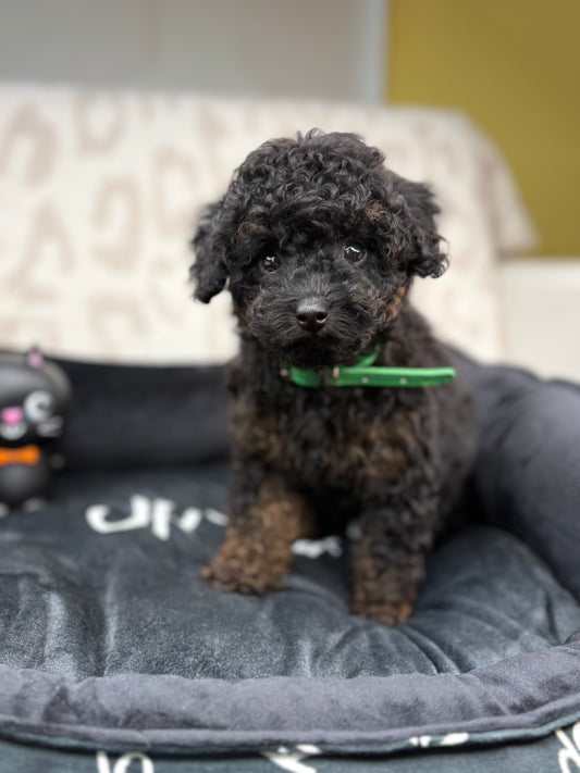 Red Phantom Male Teacup Poodle (Deposit Only‼️Please Read The Description Below‼️)