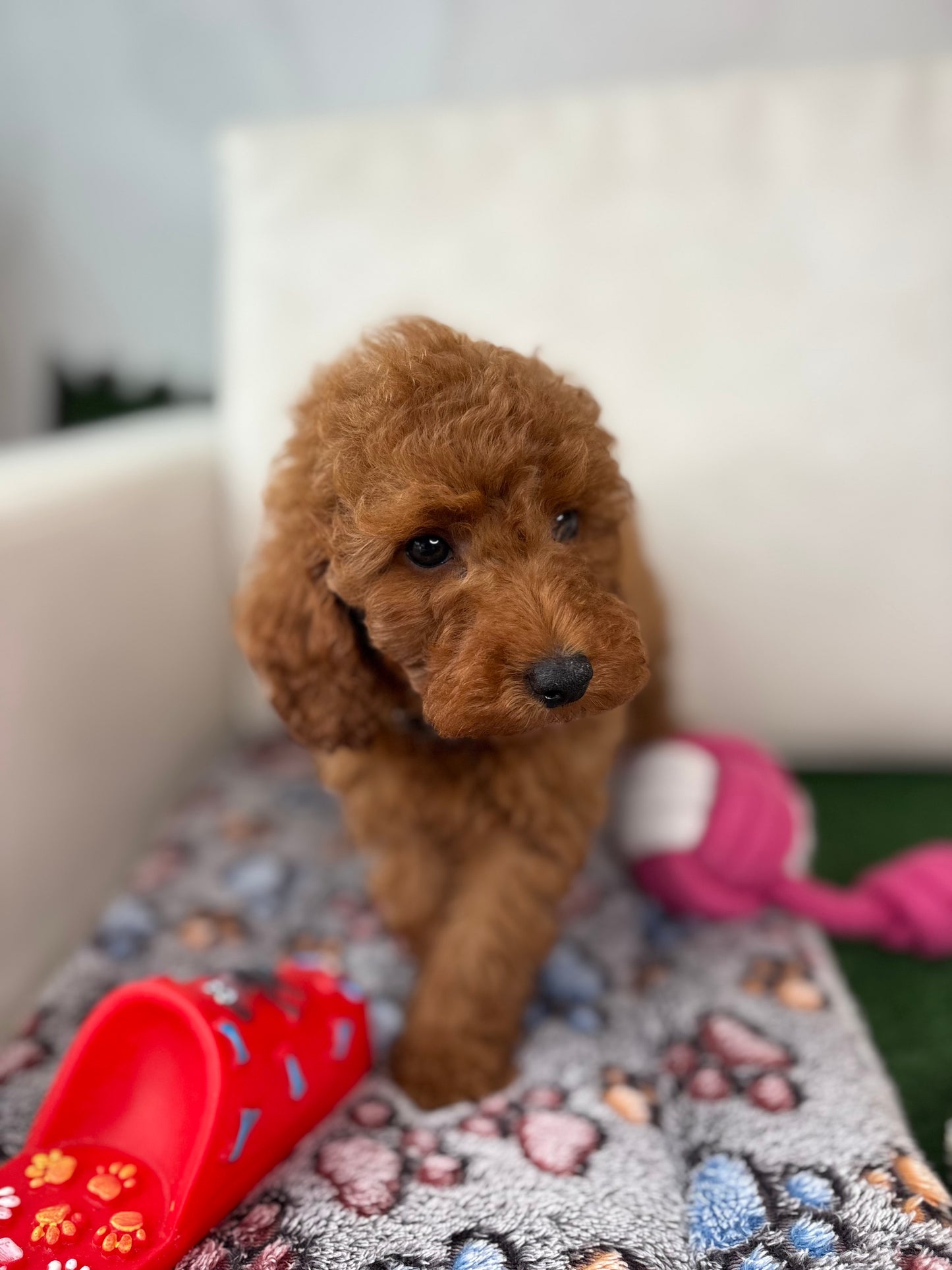 Red Male Toy Poodle (Deposit Only‼️ Please Read The DESCRIPTION Below‼️)