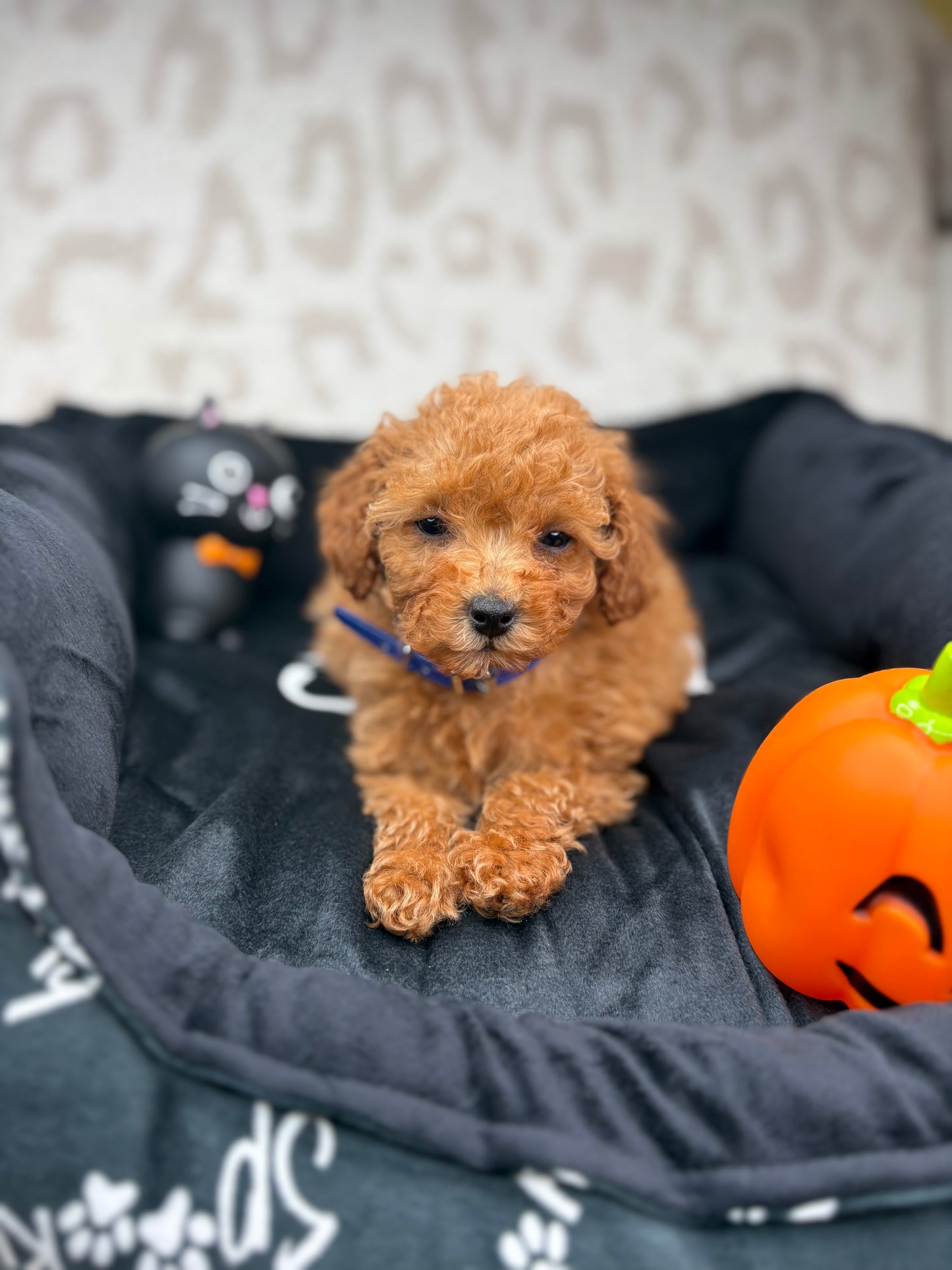 Apricot Female Teacup Poodle (Deposit Only Please Read The DESCRIPTION Below‼️