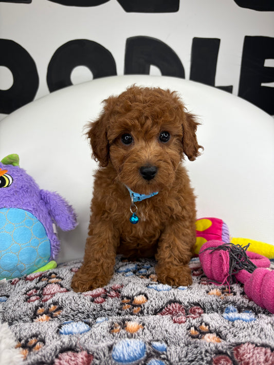 Red Male Miniature Poodle (Deposit Only ‼️ Please Read The DESCRIPTION Below‼️)