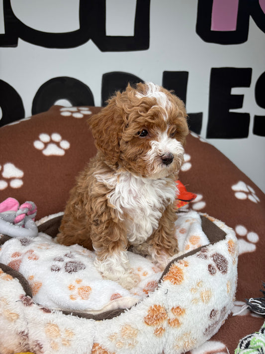 Red And White Male Toy Poodle 🐩 (Deposit Only‼️Please Read The Description Below‼️)