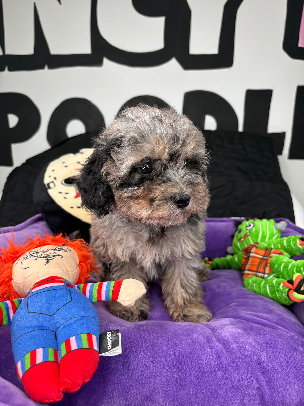 Merle Male Teacup Poodle 🐩(Deposit Only ‼️ Please Read The DESCRIPTION Below‼️)
