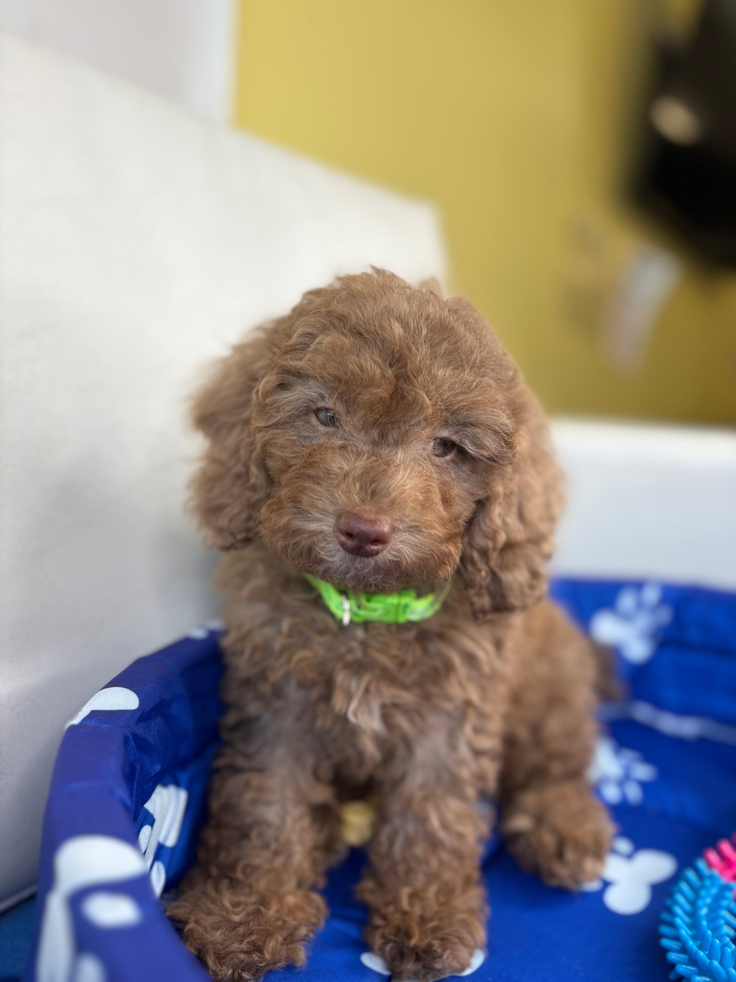 Chocolate Female Miniature Poodle (Deposit Only ‼️ Please Read The DESCRIPTION Below‼️)