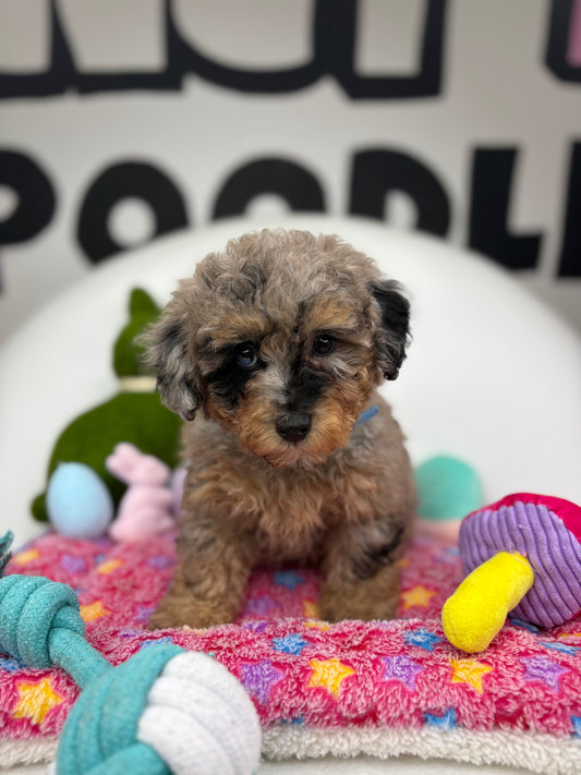 Merle Phantom Male Toy Poodle 🐩 (Deposit Only‼️Please Read The Description Below‼️)
