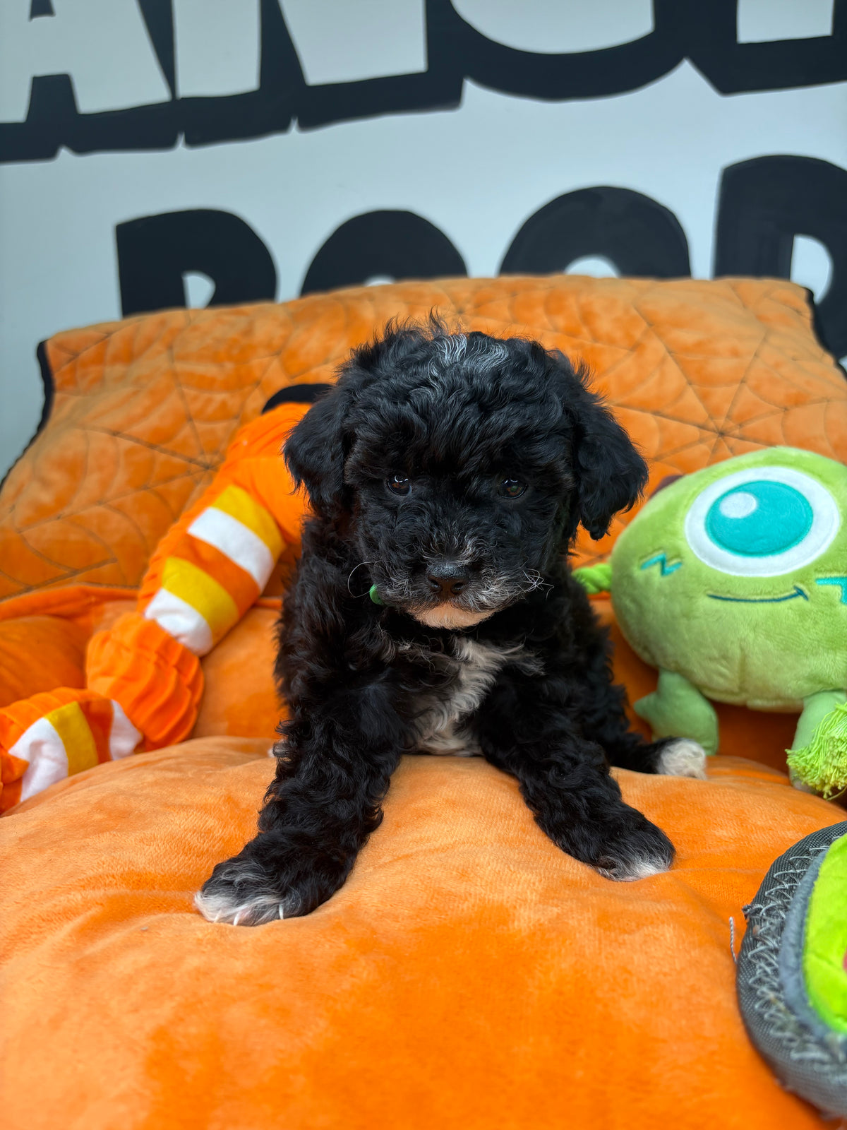 Tiny Black and White Female Male Toy Poodle (Deposit Only, Please Read The Description Below‼️)
