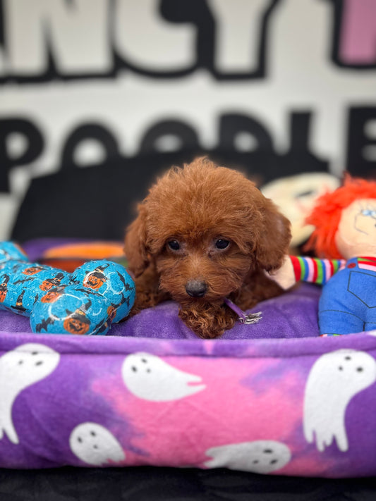 Tiny Dark Red Female Teacup Poodle (Deposit Only Please Read The DESCRIPTION Below‼️
