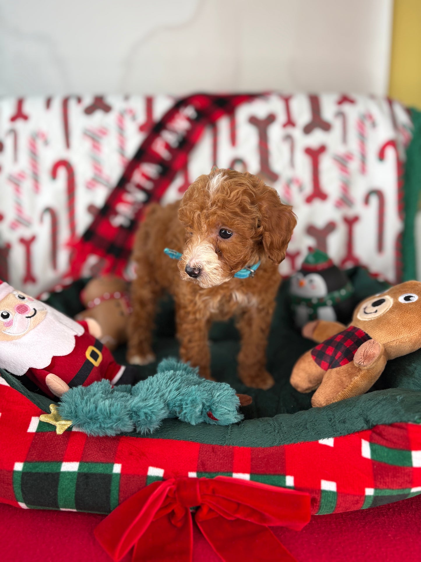 Red And White Male Teacup Poodle (Deposit Only‼️ Please Read The Description Below‼️)