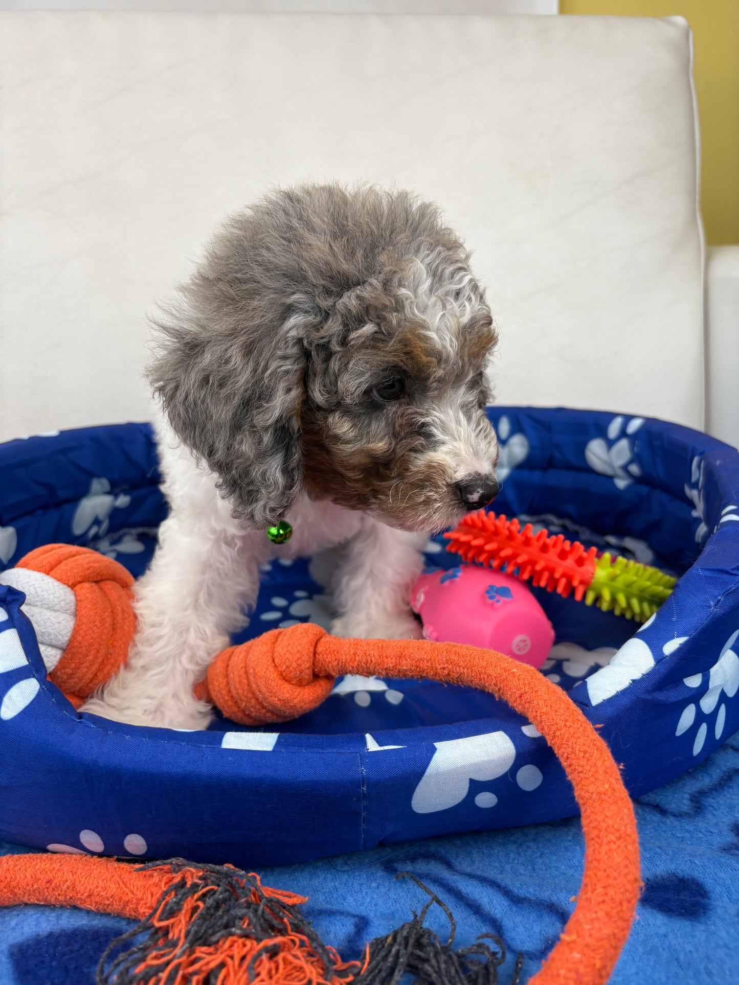 Red Miniature Male Poodle ( Deposit Only, Please Read The DESCRIPTION Below‼️)