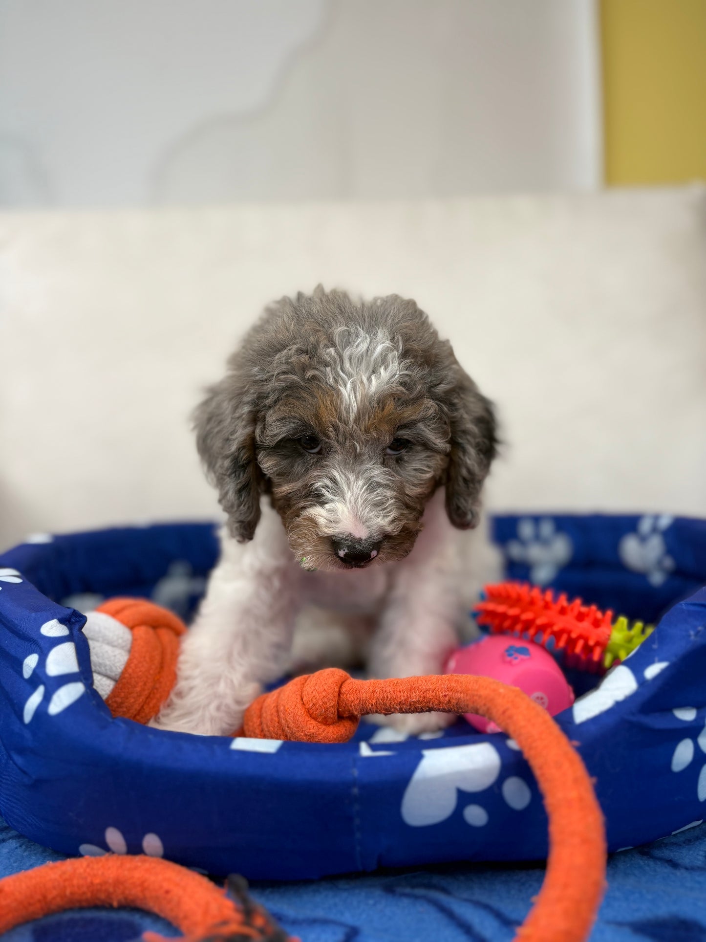 Red Miniature Male Poodle ( Deposit Only, Please Read The DESCRIPTION Below‼️)