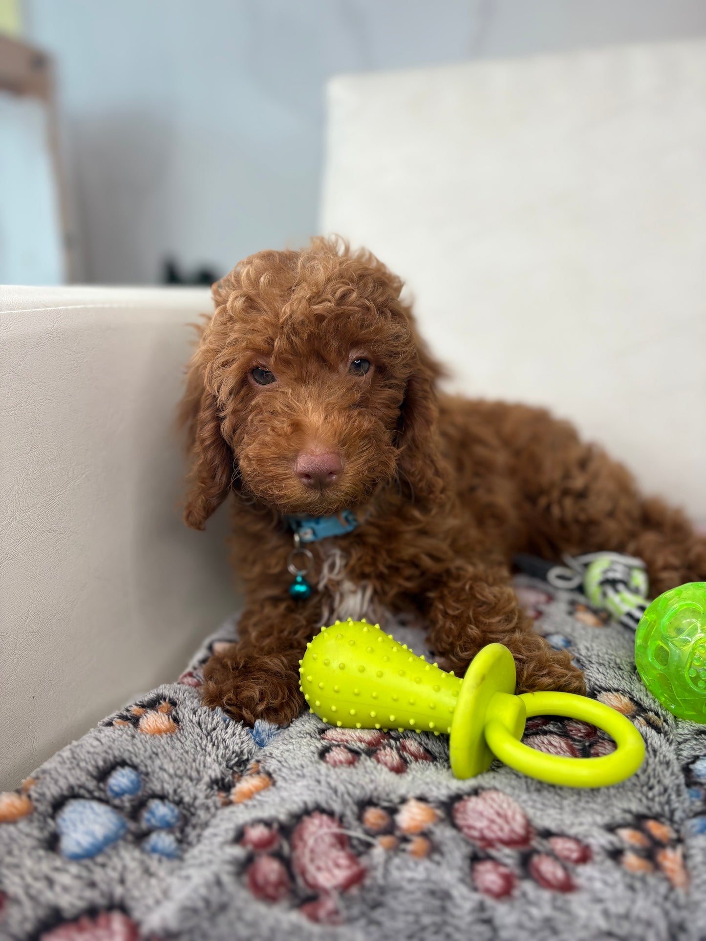 Red Nose Male Miniature Poodle PROMOTION PUP (Deposit Only ‼️ Please Read The DESCRIPTION Below‼️)