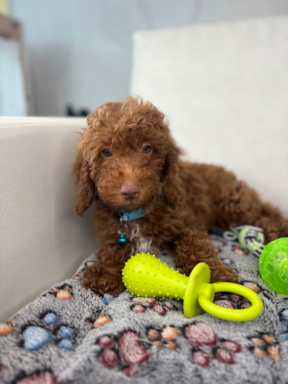 Red Nose Male Miniature Poodle PROMOTION PUP (Deposit Only ‼️ Please Read The DESCRIPTION Below‼️)