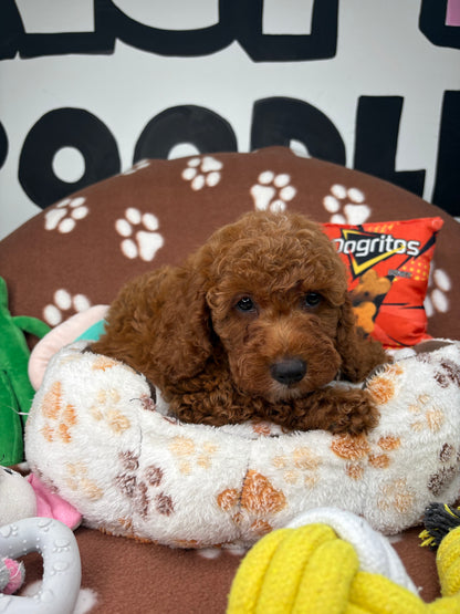 Cherry Red Male Miniature Poodle (Deposit Only ‼️ Please Read The DESCRIPTION Below‼️)