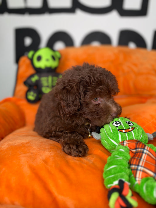 Dark Chocolate Female Toy Poodle ( Deposit Only, Please Read The DESCRIPTION Below‼️)
