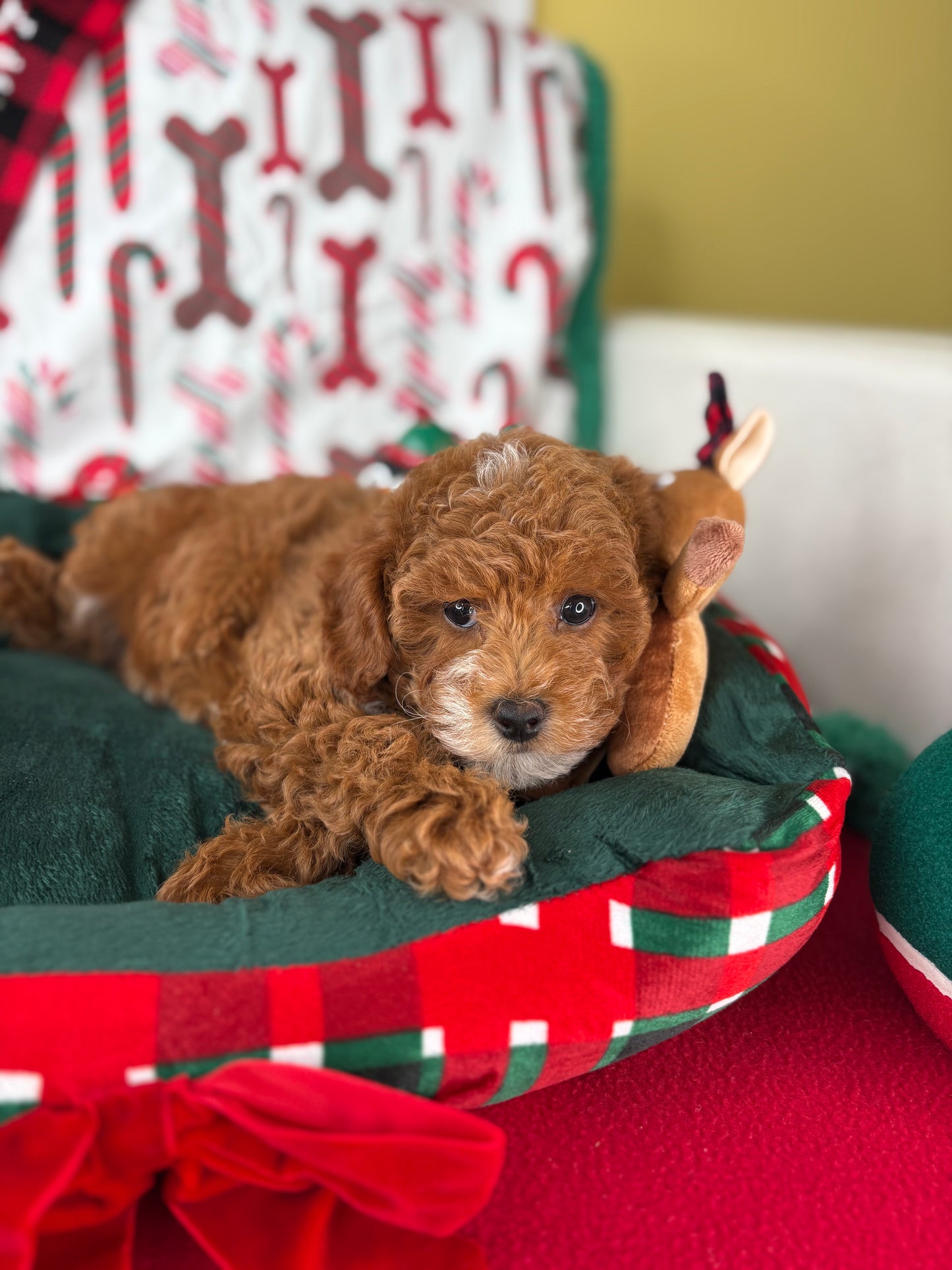 Red Male Toy Poodle (Deposit Only ‼️ Please Read DESCRIPTION Below‼️)