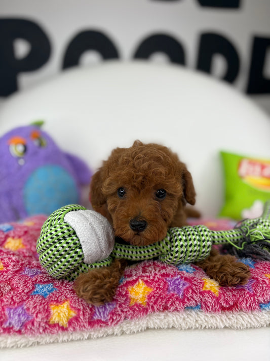 Dark Red Male Teacup Poodle (Deposit Only Please Read The DESCRIPTION Below‼️