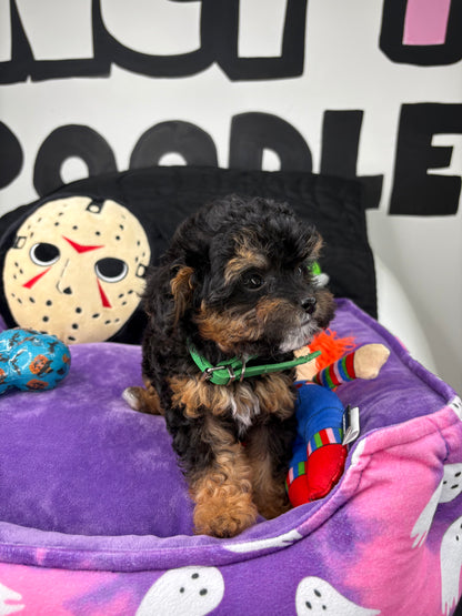 Apricot Phantom Female Micro Poodle Deposit Only‼️ (Please DESCRIPTION Read Below‼️)