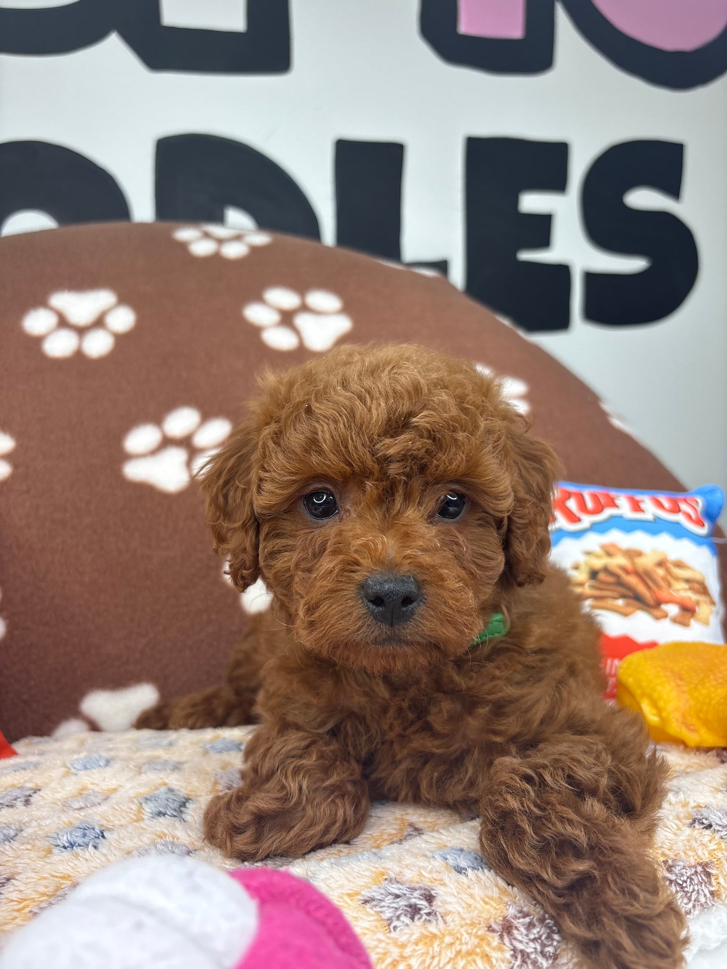 Dark Red Male Toy Poodle (Deposit Only‼️Please Read The Description Below‼️)